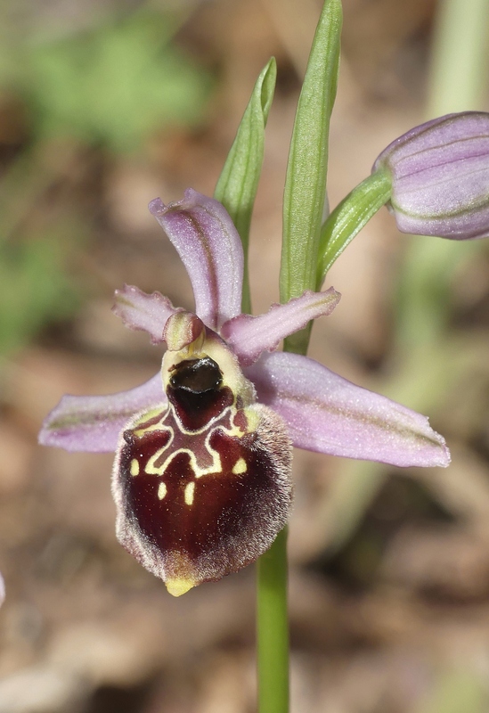 Ophrys montis-leonis sulla costa tirrenica laziale e sugli Aurunci  marzo 2024